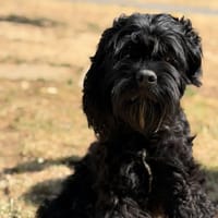 Boris CAA15600, chien à adopter