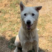 Naya CAA15619, chienne à adopter