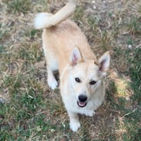 Bernadette CAA15624, chienne à adopter