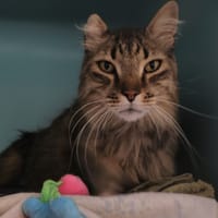 ketchup, chat à adopter