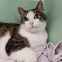 NOSTALGIE CHA, chat à adopter