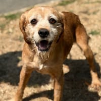 Brook CAA15602, chien à adopter