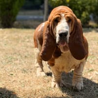 Sokett CAA15615, chienne à adopter
