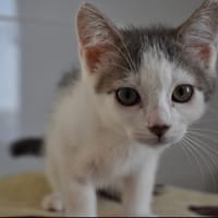 Era *Réservé*, chat à adopter