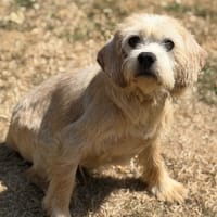 Buzz CAA15598, chien à adopter