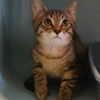 ATOM, chat à adopter
