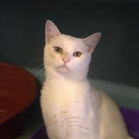ROWAN, chat à adopter