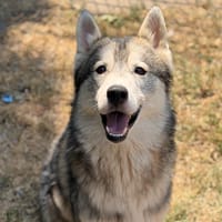 Paco CAA15613, chien à adopter