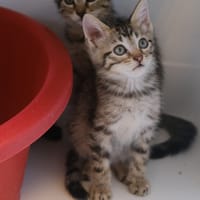 ASTRA, chat à adopter