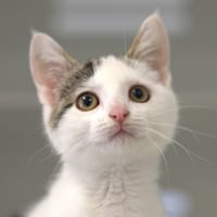 Pépette, chatte à adopter