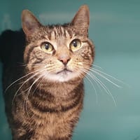 SUZANNE CHA, chatte à adopter