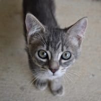 Elia, chatte à adopter