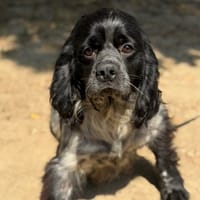 Bobby CAA15586, chien à adopter