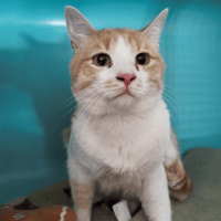 BENJI, chat à adopter