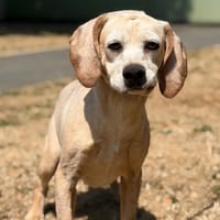 Bowie CAA15580, chien à adopter