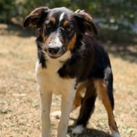 Boston CAA15611, chien à adopter