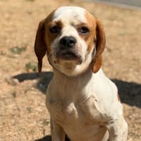 Byron CAA15597, chien à adopter