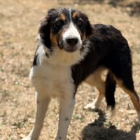 Bayco CAA15612, chien à adopter