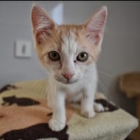 Ekko, chat à adopter