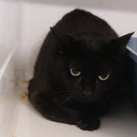 SOPE, chatte à adopter