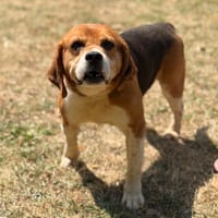 Jack CAA15620, chien à adopter