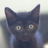 BUGATTI, chatte à adopter