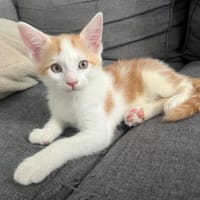 Sheldon, chat à adopter
