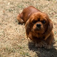 Vanora CAA15617, chien à adopter