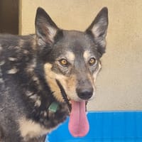 Toundra, chienne à adopter