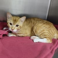SOLEIL, chat à adopter