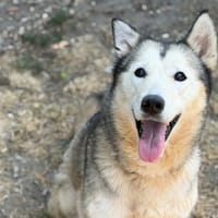 Stella CAA15618, chienne à adopter