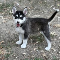 Borisse CAA15626, chien à adopter