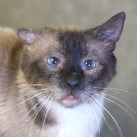 CYRUS, chat à adopter