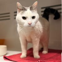 FLOCON, chat à adopter