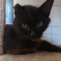 BLEUENN, chatte à adopter