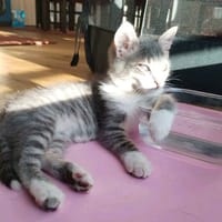 Batman, chat à adopter