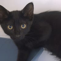 PARIS, chatte à adopter