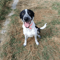 BAZIL, chien à adopter