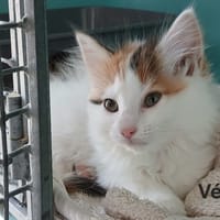 Vega, chatte à adopter