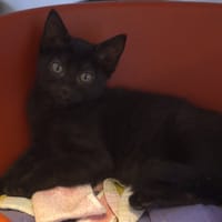 NOVA, chatte à adopter