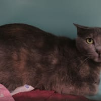 Dune, chatte à adopter