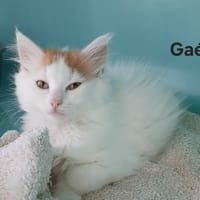 Gael, chat à adopter