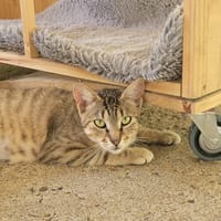 MELKA, chatte à adopter