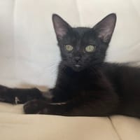HERMES, chat à adopter