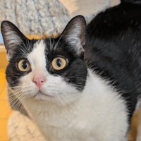 HOPE A17488, chatte à adopter