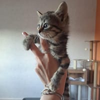 BOOP, chatte à adopter