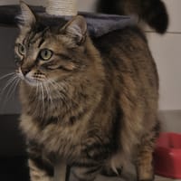 Pistache, chatte à adopter