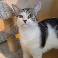 APRIL A17489, chatte à adopter