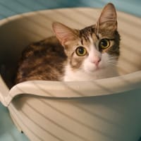 CLOTILDETTE, chatte à adopter