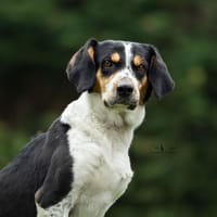 Patapouf, chien à adopter